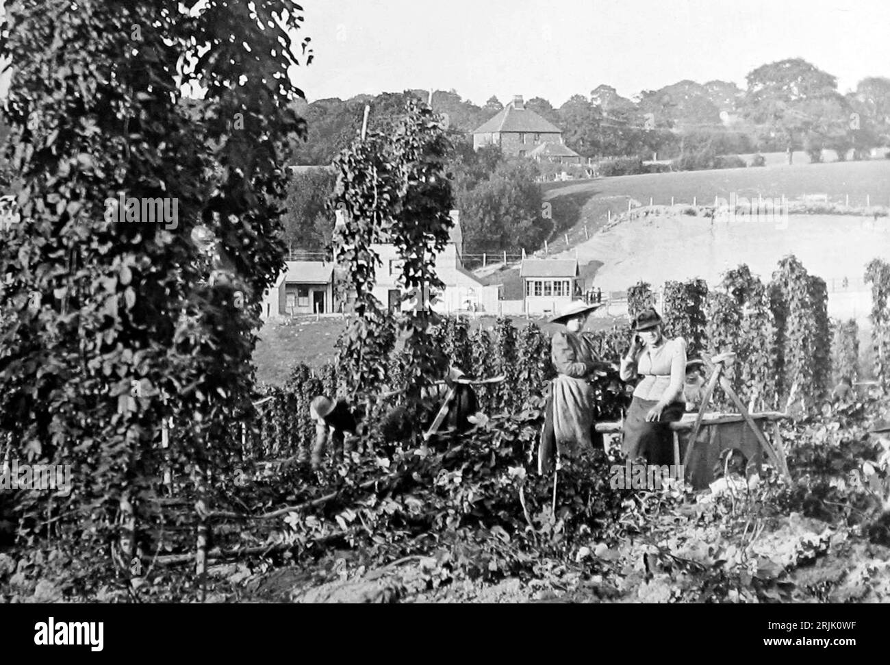 The Hop Garden, Goudhurst, Kent, Victorian period Stock Photo