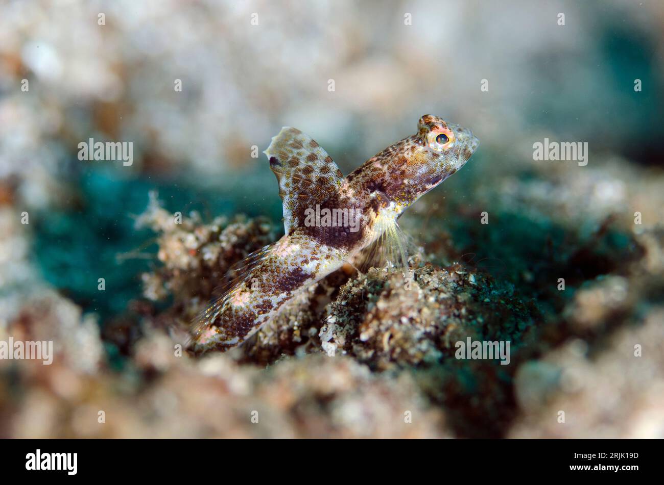 Monster Shrimpgoby, Tomiyamichthys oni, Kareko Batu dive site, Lembeh Straits, Sulawesi, Indonesia Stock Photo