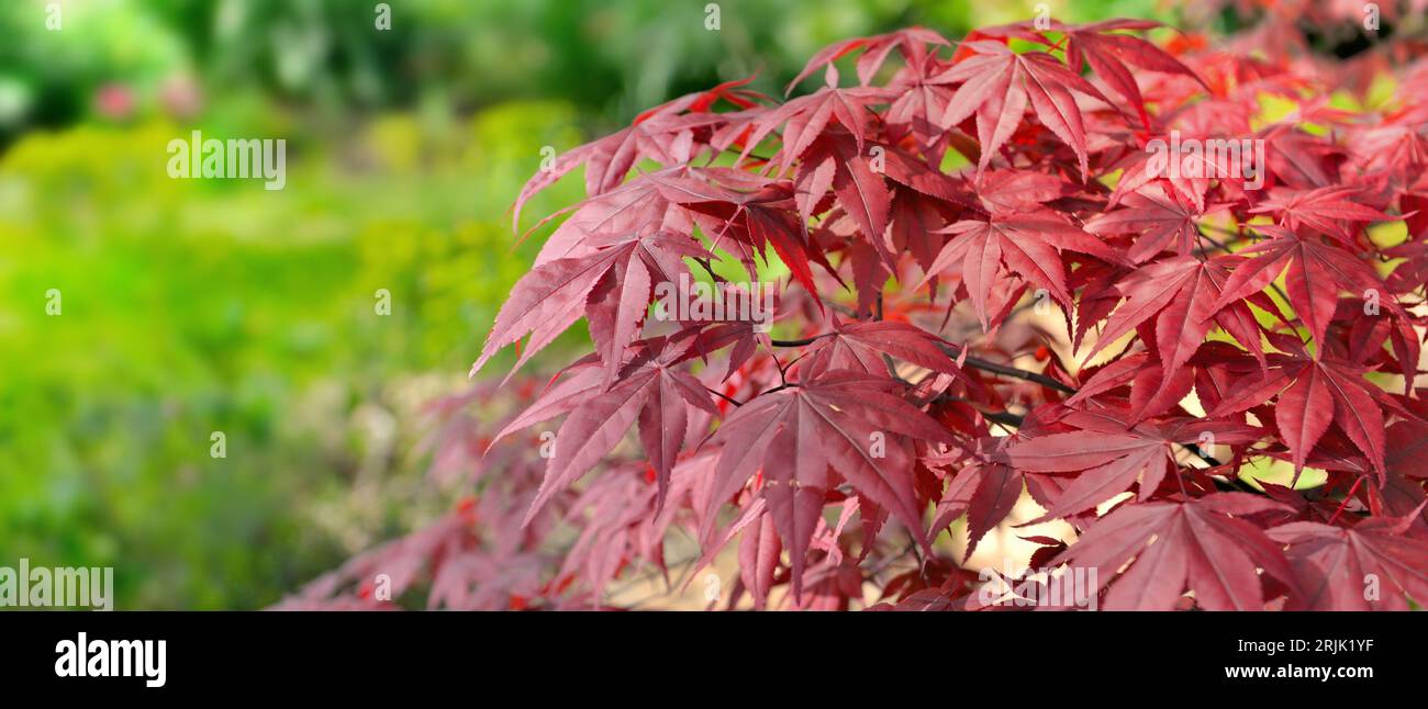 closeup on beautiful leaf of a japanese maple tree in a garden ...