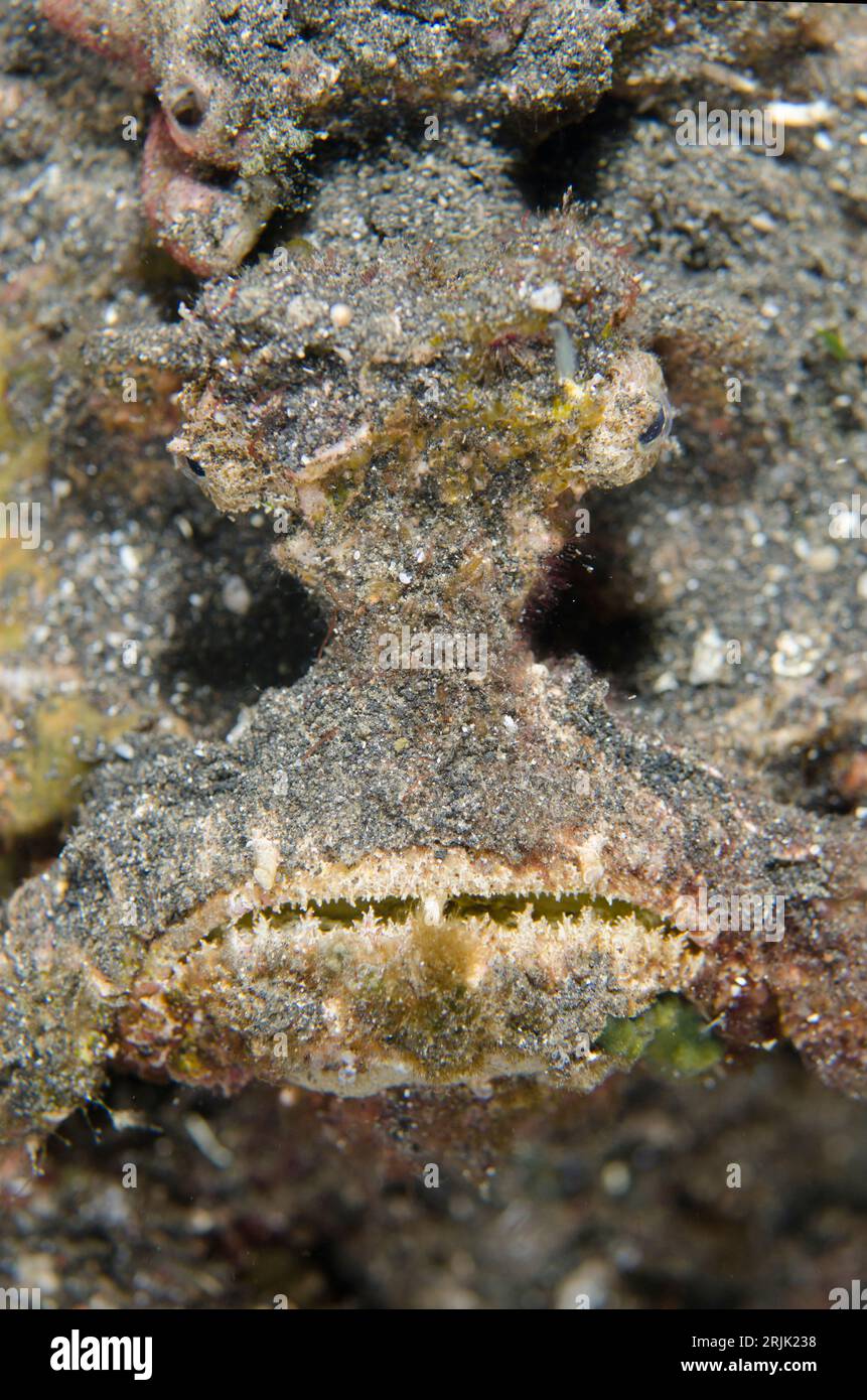 Horrid Stonefish, Synanceia horrida, on black sand, night dive, TK1 dive site, Lembeh Straits, Sulawesi, Indonesia Stock Photo