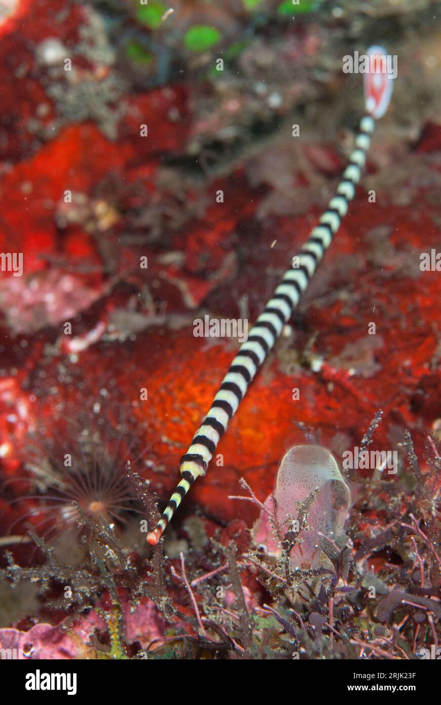 Banded Pipefish, Dunckerocampus dactyliophorus, night dive, TK1 dive site, Lembeh Straits, Sulawesi, Indonesia Stock Photo