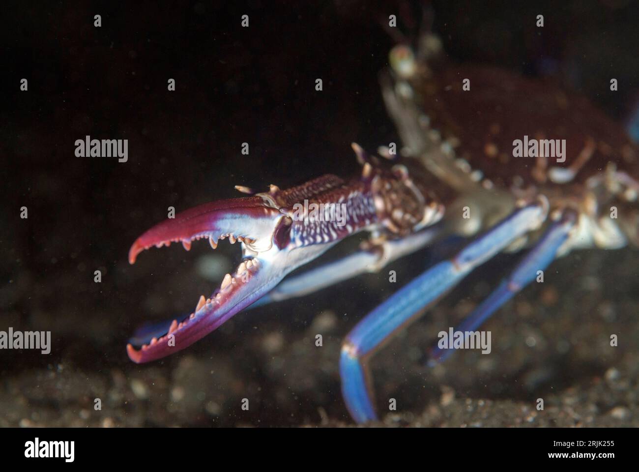 Claw of Blue Swimming Crab, Portunus pelagicus, night dive, TK1 dive site, Lembeh Straits, Sulawesi, Indonesia Stock Photo