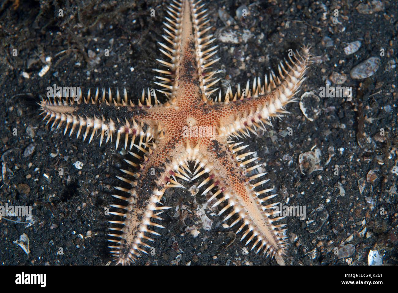 Sand Sifting Sea Star, Astropecten polyacanthus, on black sand, Night dive, TK1 dive site, Lembeh Straits, Sulawesi, Indonesia Stock Photo