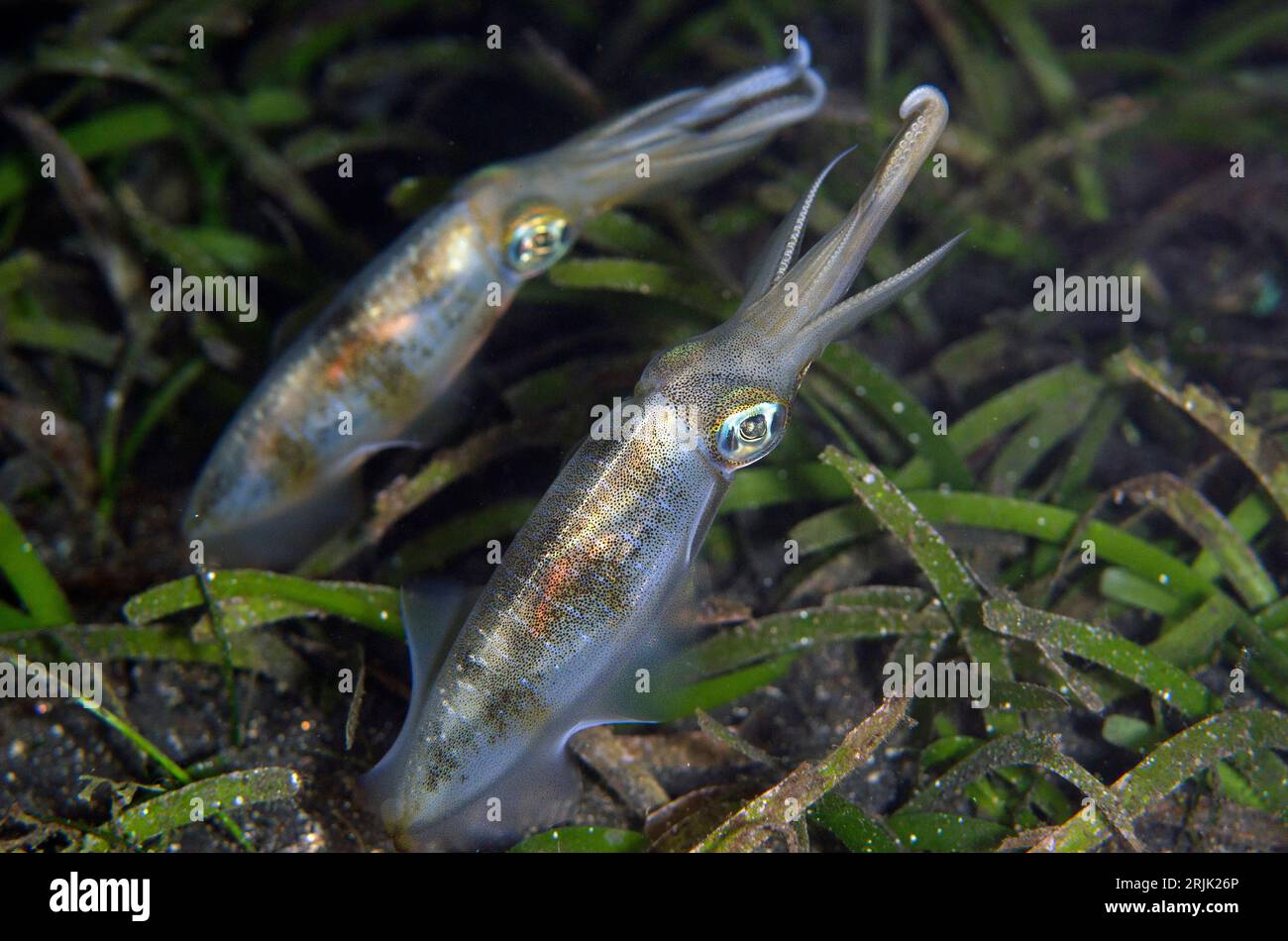 Pair of Bigfin Reef Squid, Sepioteuthis lessoniana, night dive, TK1 dive site, Lembeh Straits, Sulawesi, Indonesia Stock Photo