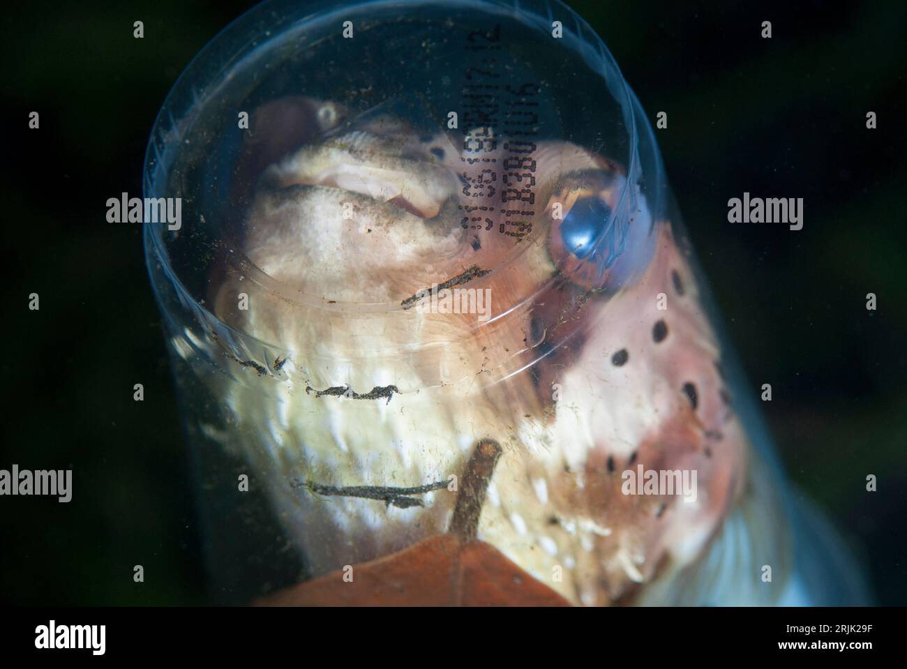 Orbicular Burrfish, Cyclichthys orbicularis, stuck in plastic cup, night dive, TK1 dive site, Lembeh Straits, Sulawesi, Indonesia Stock Photo