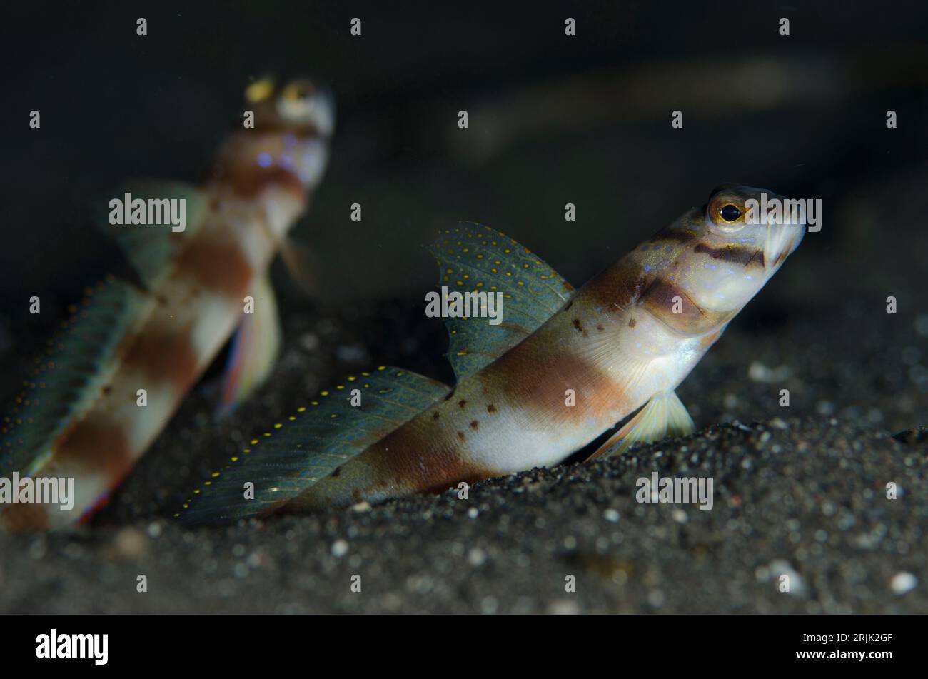 Slantbar Shrimpgoby, Amblyeleotris diagonalis, pair standing at hole entrance on black sand, Aer Bajo dive site, Lembeh Straits, Sulawesi, Indonesia Stock Photo