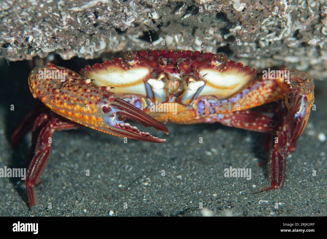 Thalamita Swimming Crab, Thalamita sp, Aer Bajo dive site, Lembeh Straits, Sulawesi, Indonesia Stock Photo