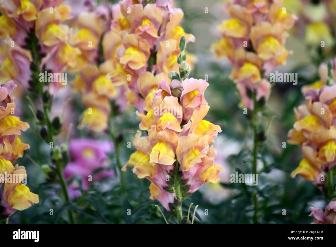 Yellow colored Snapdragon (Antirrhinum majus) flowers in bloom : (pix Sanjiv Shukla) Stock Photo