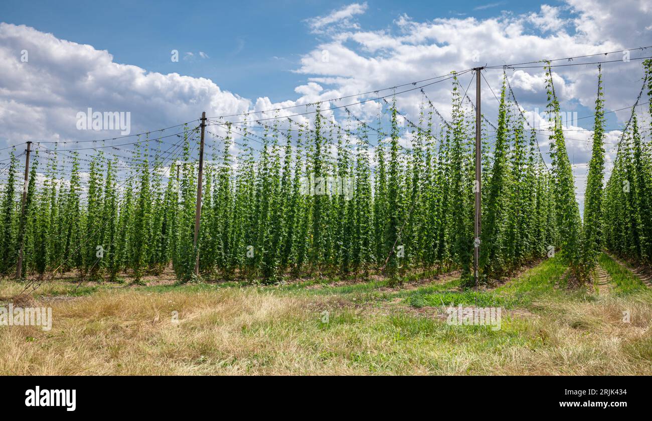 Field with hop plants in Germany Stock Photo
