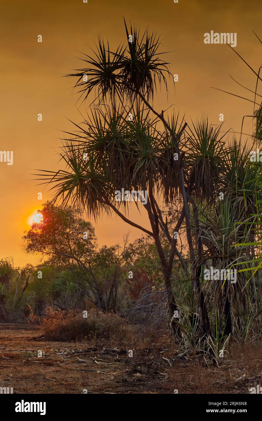 Sunrise through pandanus palms with orange glow in sky from fire smoke haze at Howard Springs, Darwin, Northern Territory, Australia Stock Photo