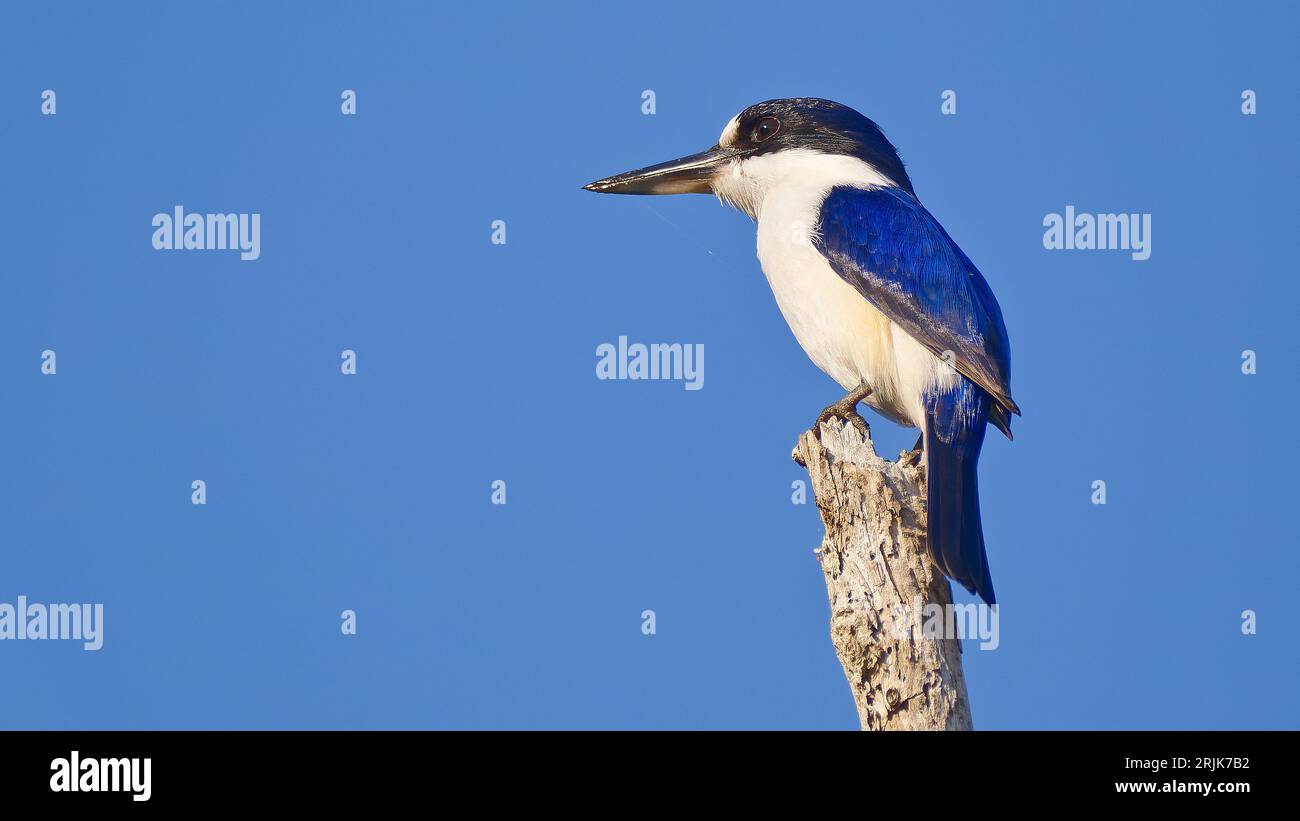 Forest kingfisher bird on top of a branch against clear blue sky at Fogg Dam, Darwin, Northern Territory, Australia Stock Photo