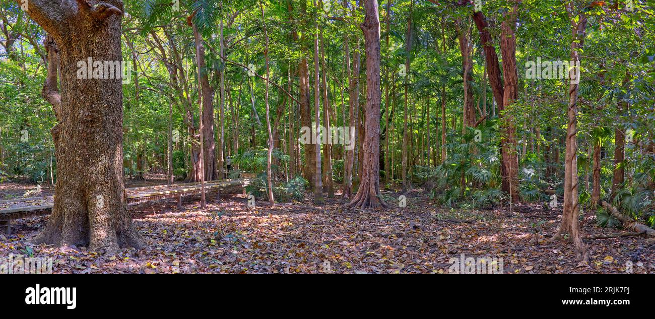 Panorama of monsoon forest and boardwalk at Fogg Dam, Darwin, Northern