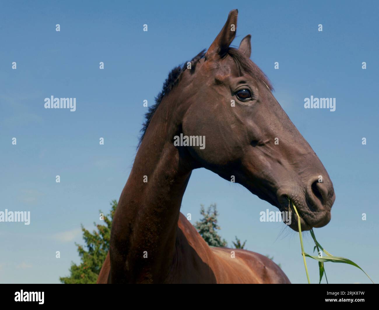 A happy young horse chewing a blade of grass closeup shot of the head