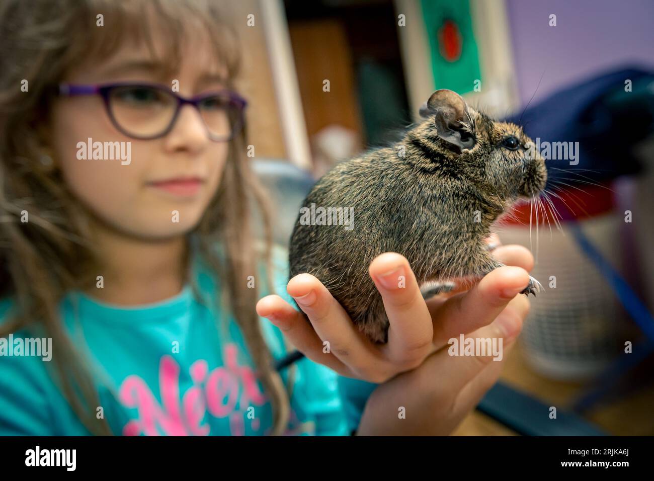 Chinchilla cuddly 2025