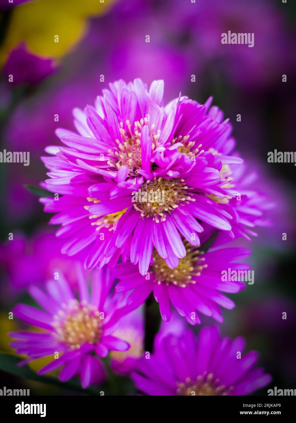 Explore the exquisite allure of an aster flower captured in this