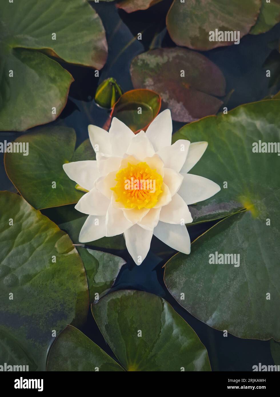 Closeup waterlily on the pond. Blossoming white lotus flower on the lake surface, surrounded by big green leaves Stock Photo