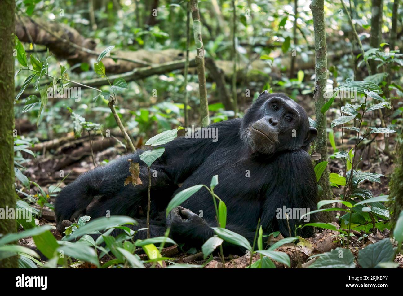 An older wild male chimpanzee (Pan troglodytes) relaxes on the ground in his natural forest habitat in Kibale National Park, Uganda. Stock Photo
