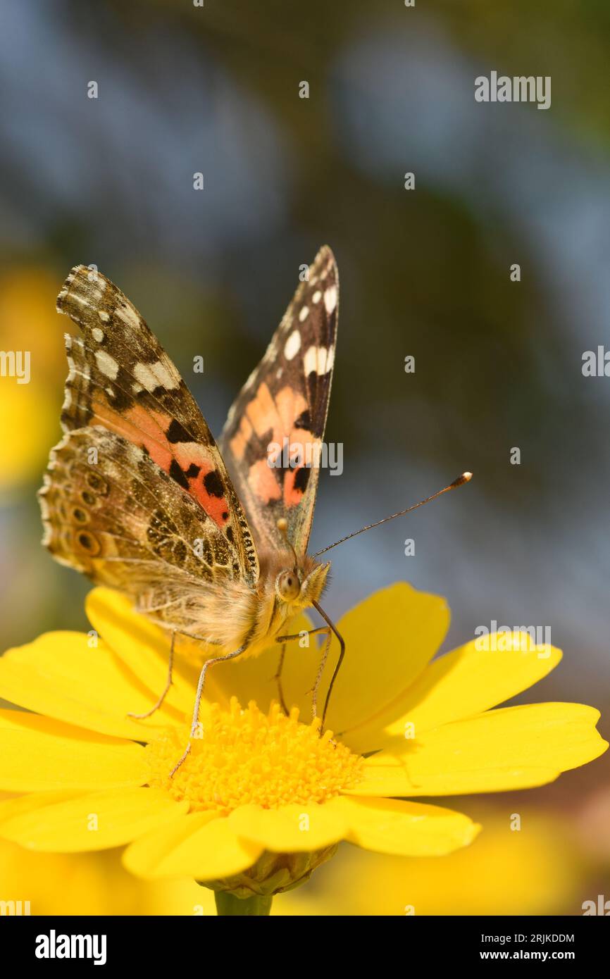 Painted lady butterfly  feeding on nectar Stock Photo