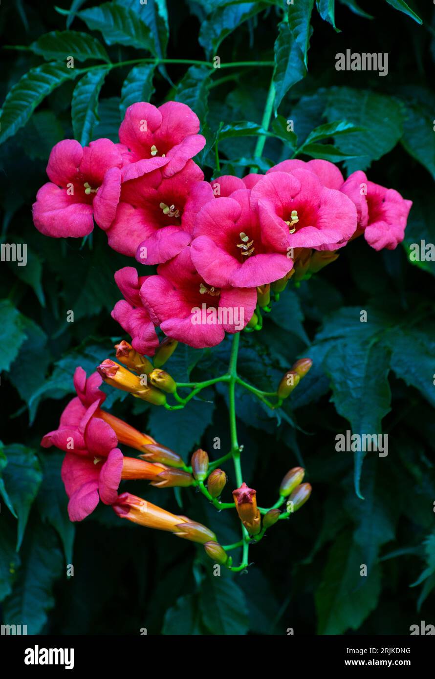 Campsis Tecoma radicans flower also known as trumpet vine trumpet creeper Stock Photo
