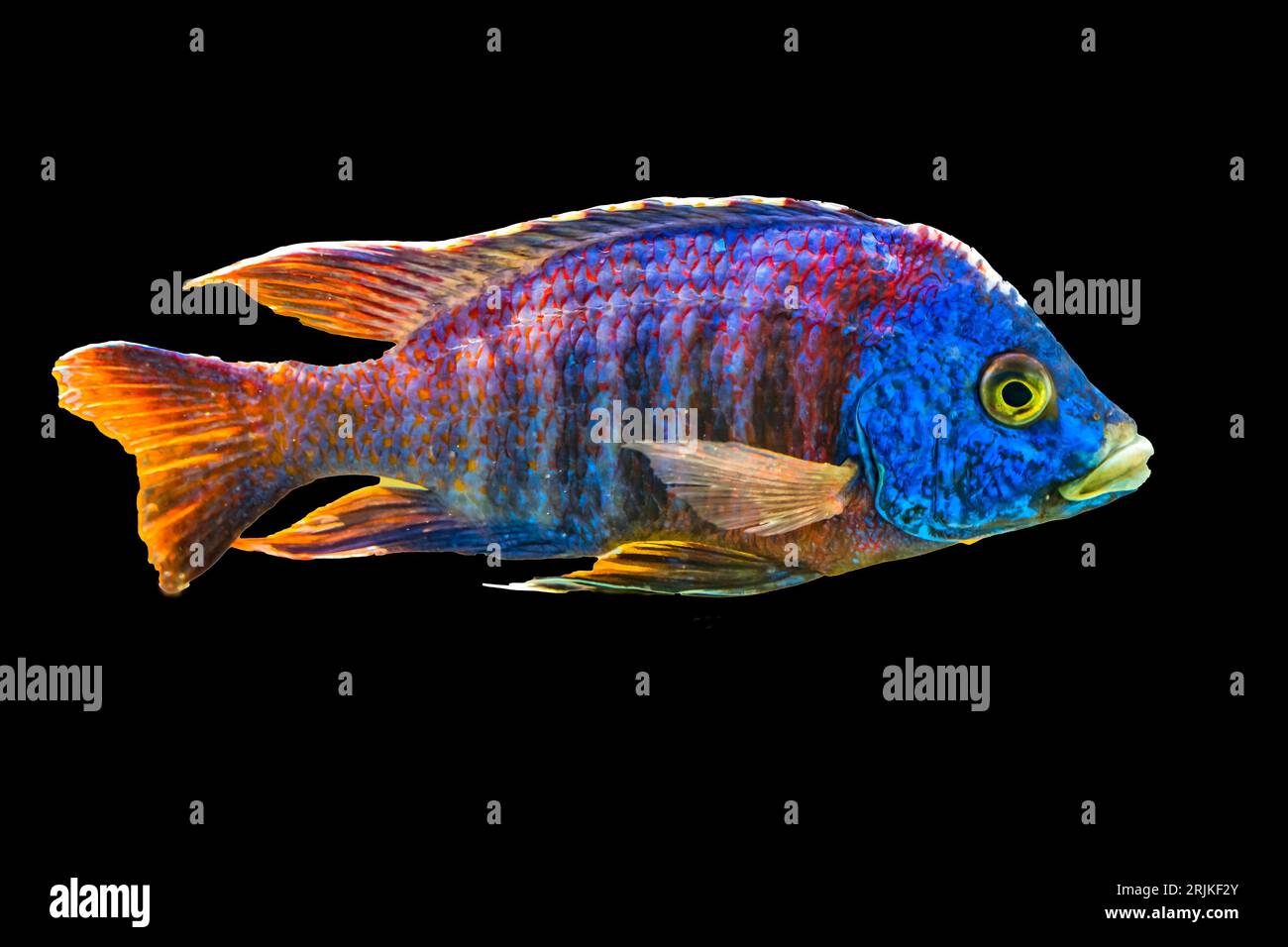 Colorful Blue Peacock Cichlid Tropical Fish Aulonocara nyassae Waikiki