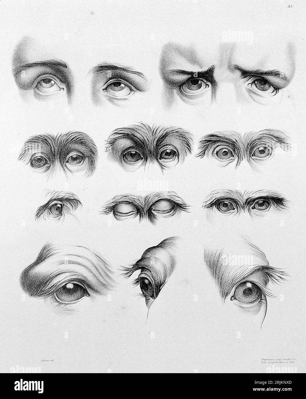 Evolutionary Aesthetics Springerlink - vrogue.co