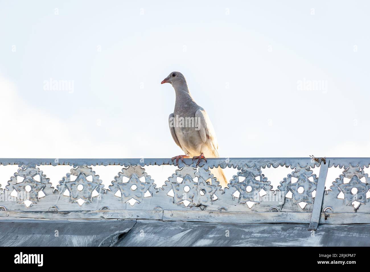A rock dove standing atop a bridge and surveys its surroundings while looking out into the sky Stock Photo