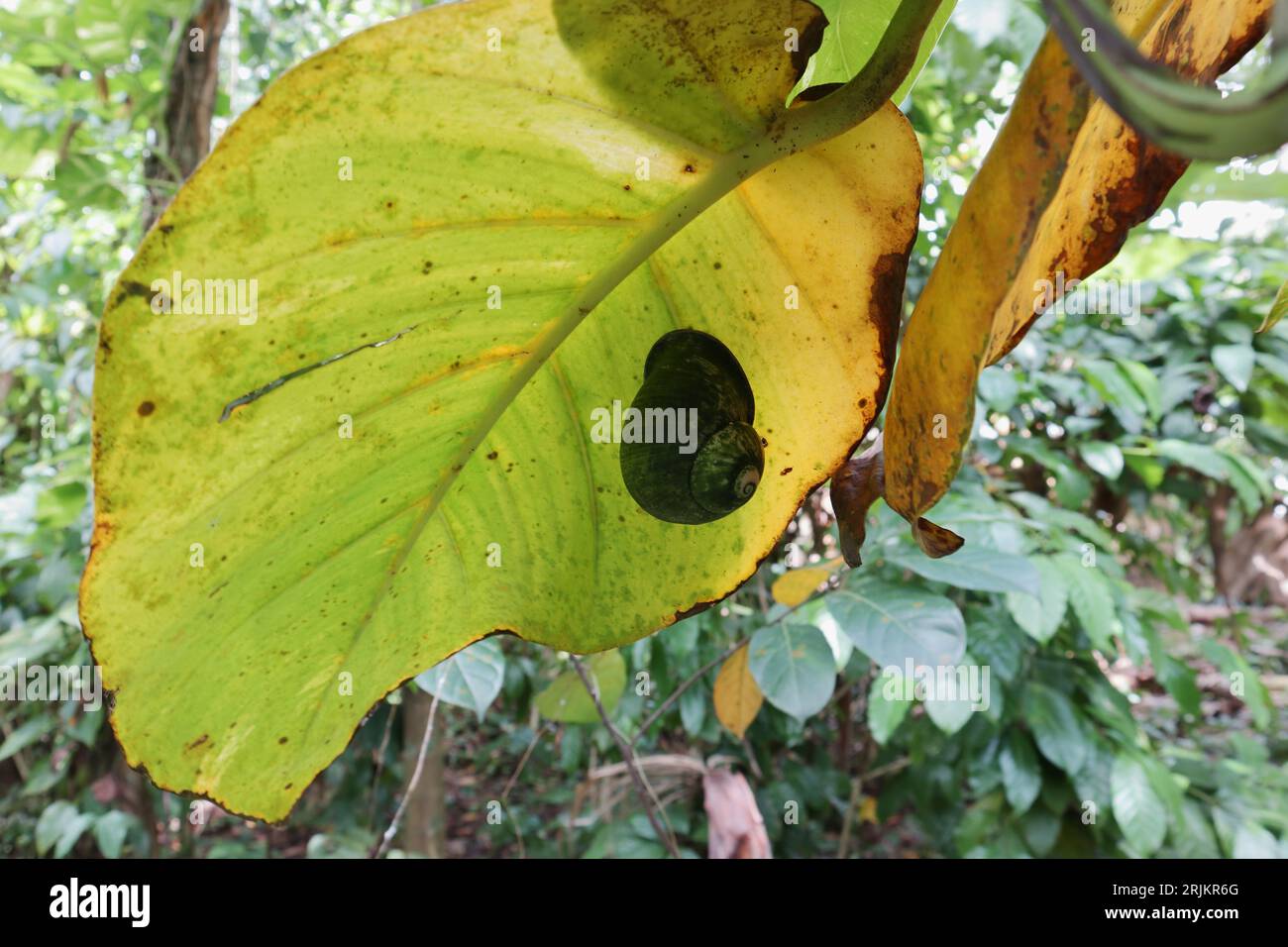 A giant land snail (Acavus Phoenix) with algae on the shell surface is stick on a underside of an old and yellowing Ceylon creeper leaf Stock Photo