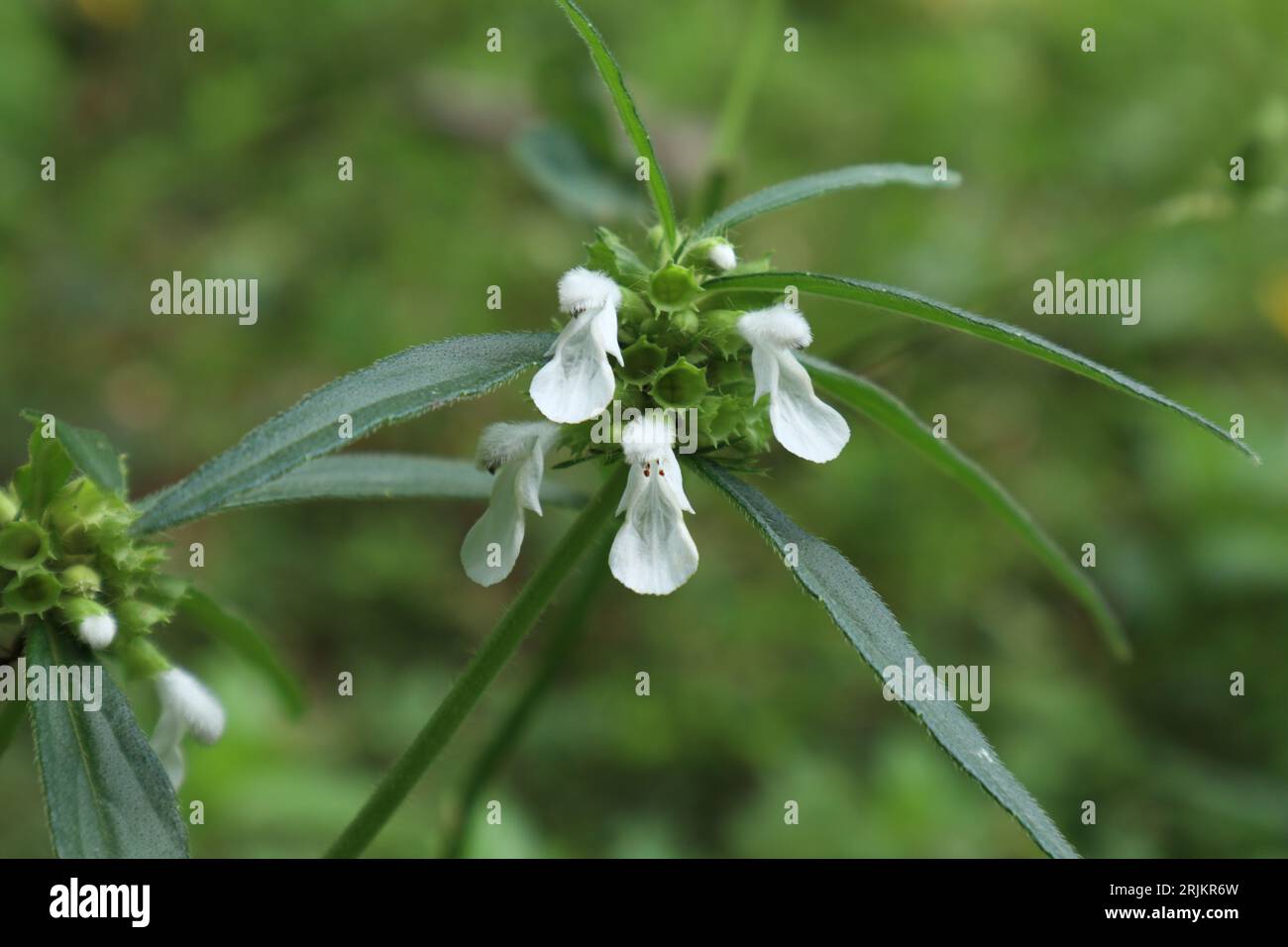 Close up view of a Ceylon slitwort (Leucas Zeylanica) flower cluster with the tiny white flowers and green seeds Stock Photo