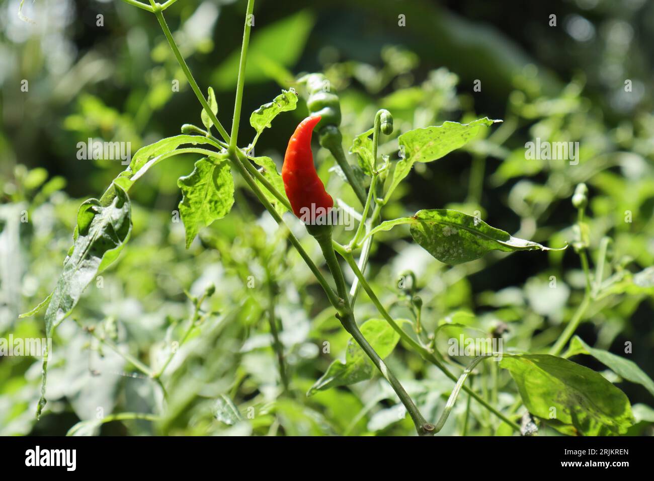 View of a Bird's eye chili twig, the twig is in direct sunlight with a ripen chili pod and leaves are infected by the Mealybugs Stock Photo