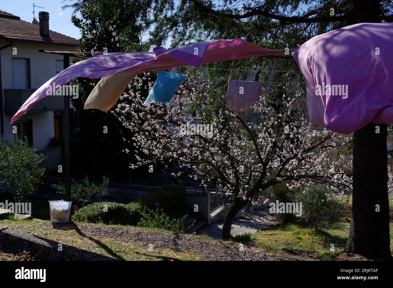 bucato steso ad asciugare al vento e sullo sfondo un albicocco fiorito Stock Photo