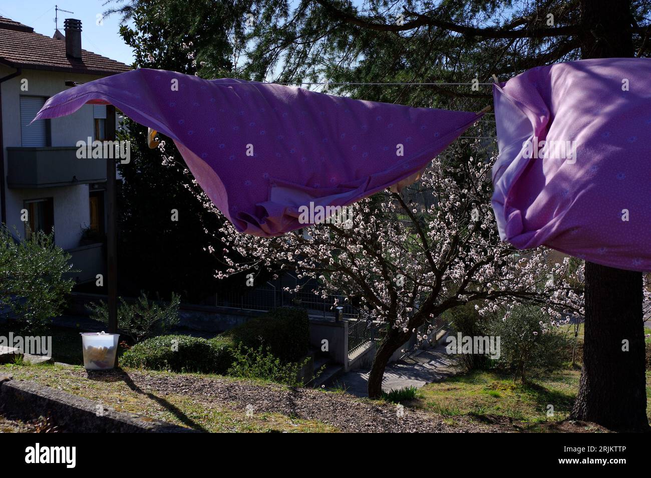 bucato steso ad asciugare al vento e sullo sfondo un albicocco fiorito Stock Photo