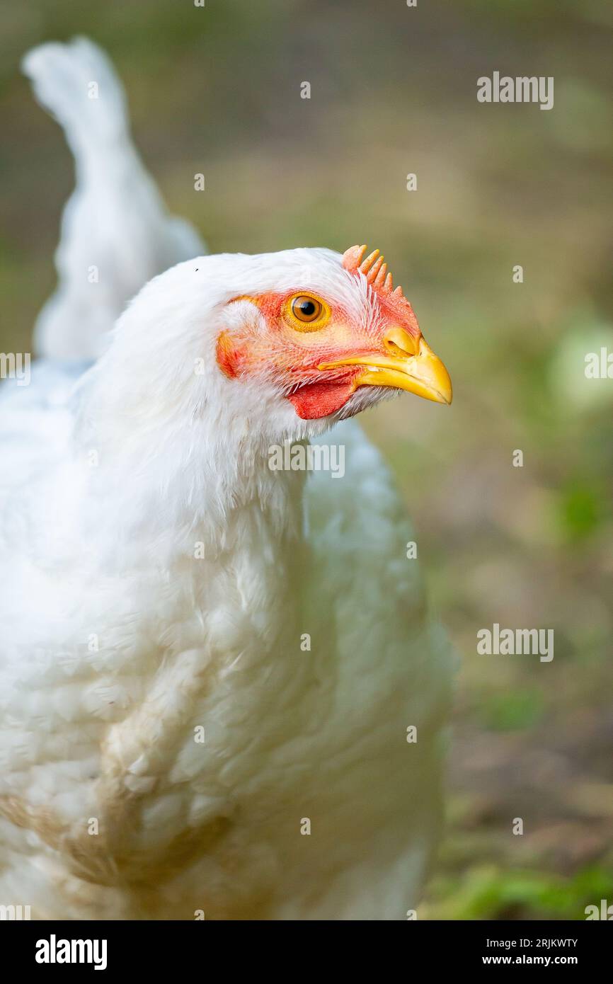 A white domestic chicken stands in a lush grassy field, near a large stack of dried hay Stock Photo