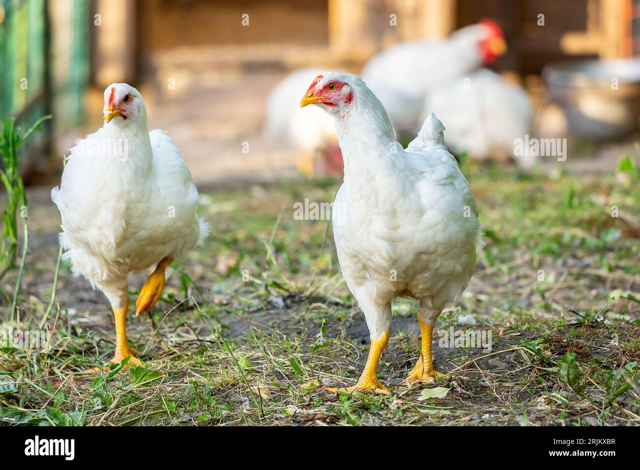 Several white chickens walking on a lush green grassy field Stock Photo