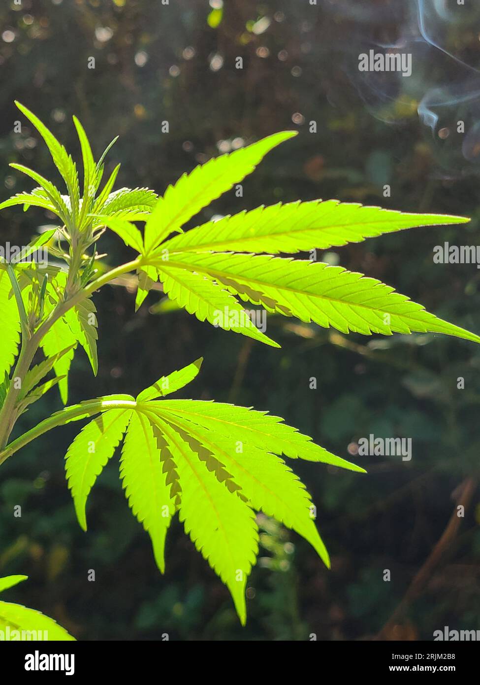 Marijuana farm. The commercial cultivation of marijuana for