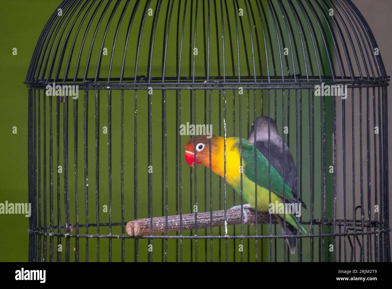 Parrots in cage at Rumah Keluarga Tjhia (Tjhia's villa), Singkawang