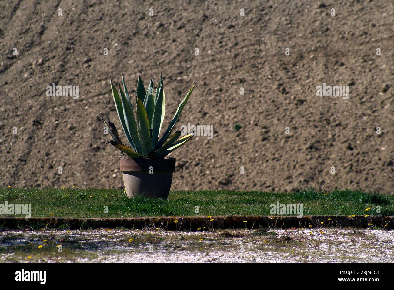 agave in un vaso contro un campo arato Stock Photo