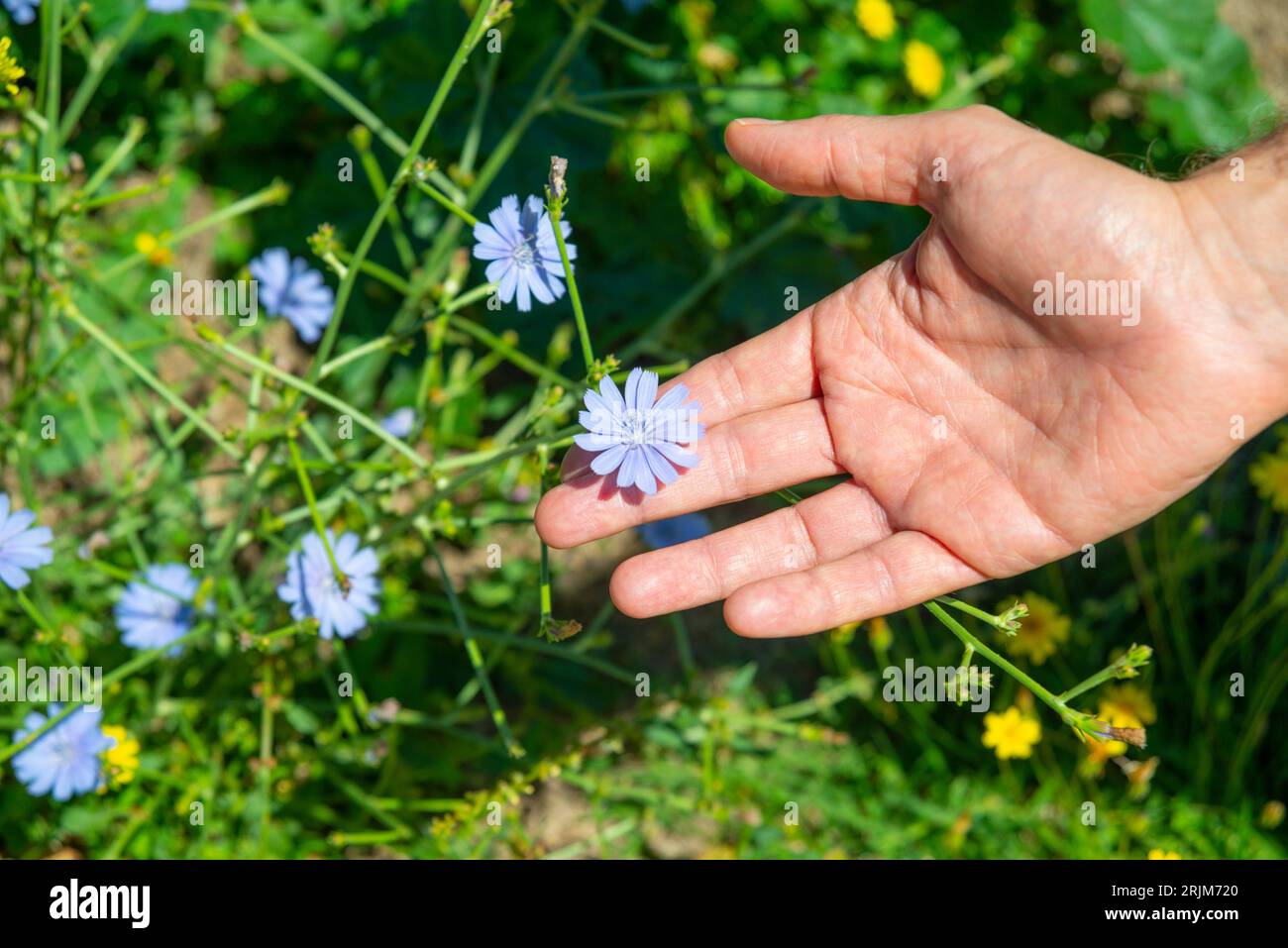 Man's hand holding a little blue flower. Stock Photo