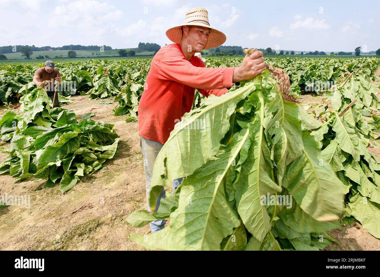 tobacco spikes Raul Romero Enriquez spikes cut tobacco as he works harvesting a tobacco  field for Walker Farms in eastern Daviess County, during a heat index of  106 degrees in Philpot, Ky., on Tuesday,