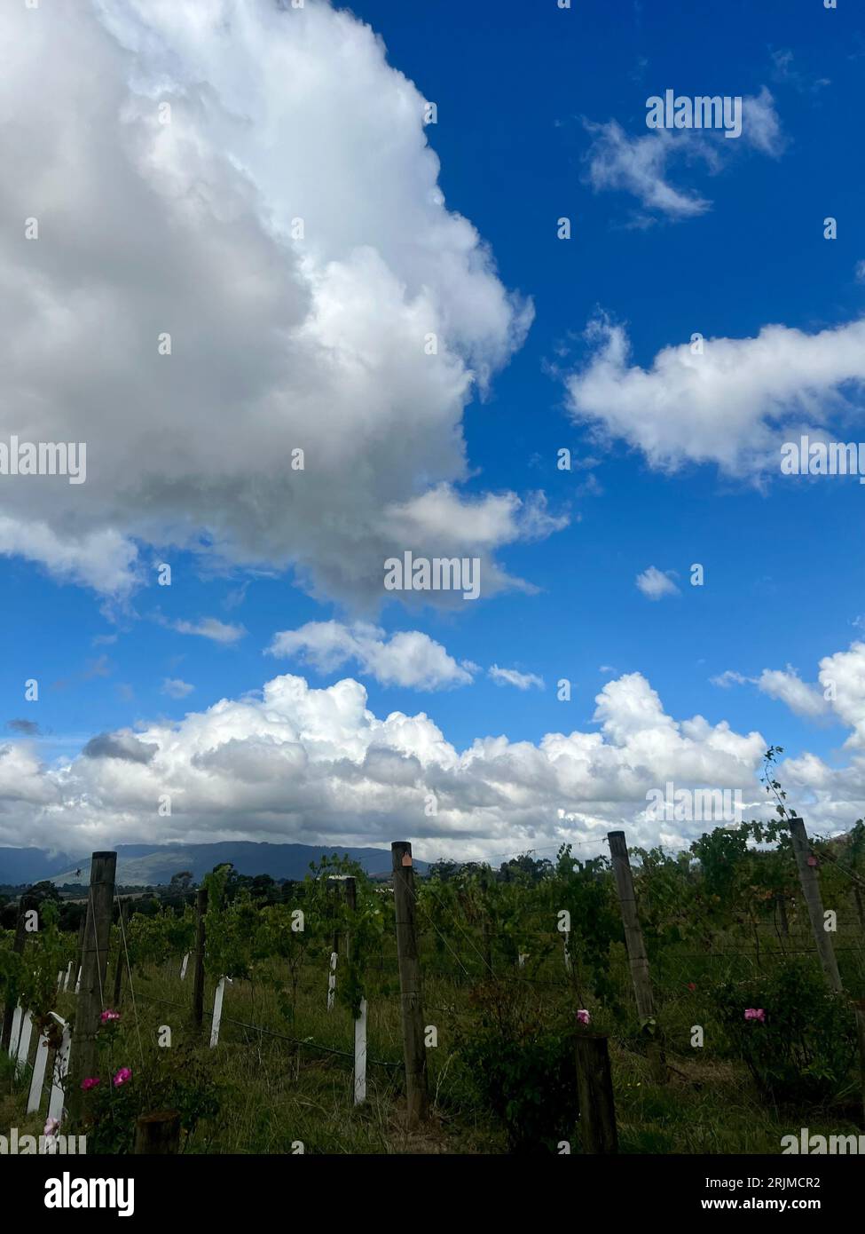 An aerial view of a grassy field, featuring a small cluster of pink