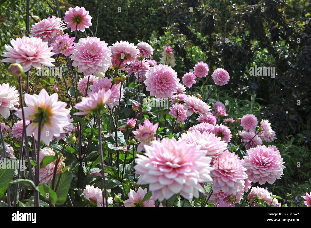 Pale pink dahlia hi-res stock photography and images - Alamy