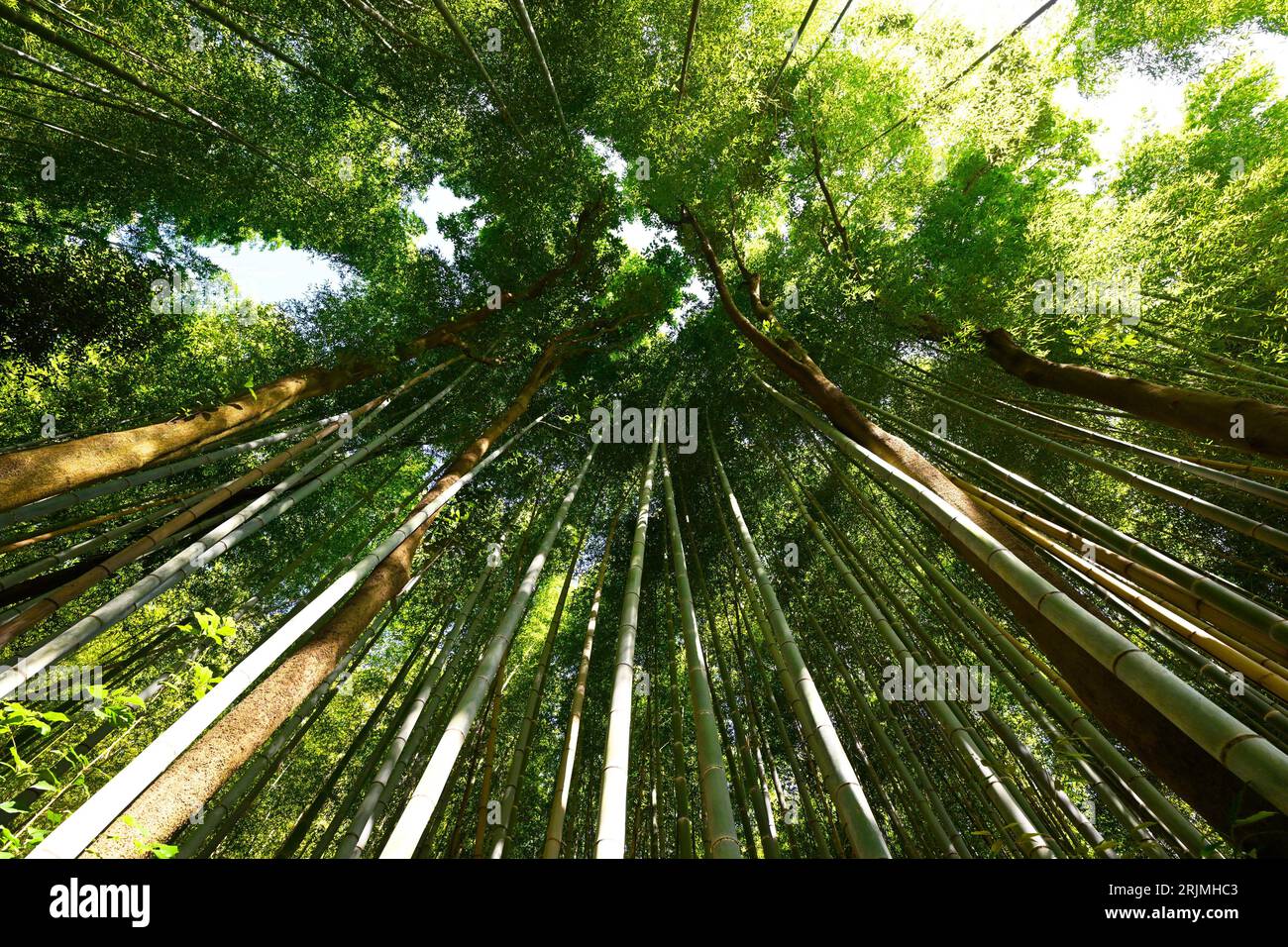 Green stems of bamboo forest. Arashiyama, Kyoto, Japan Stock Photo