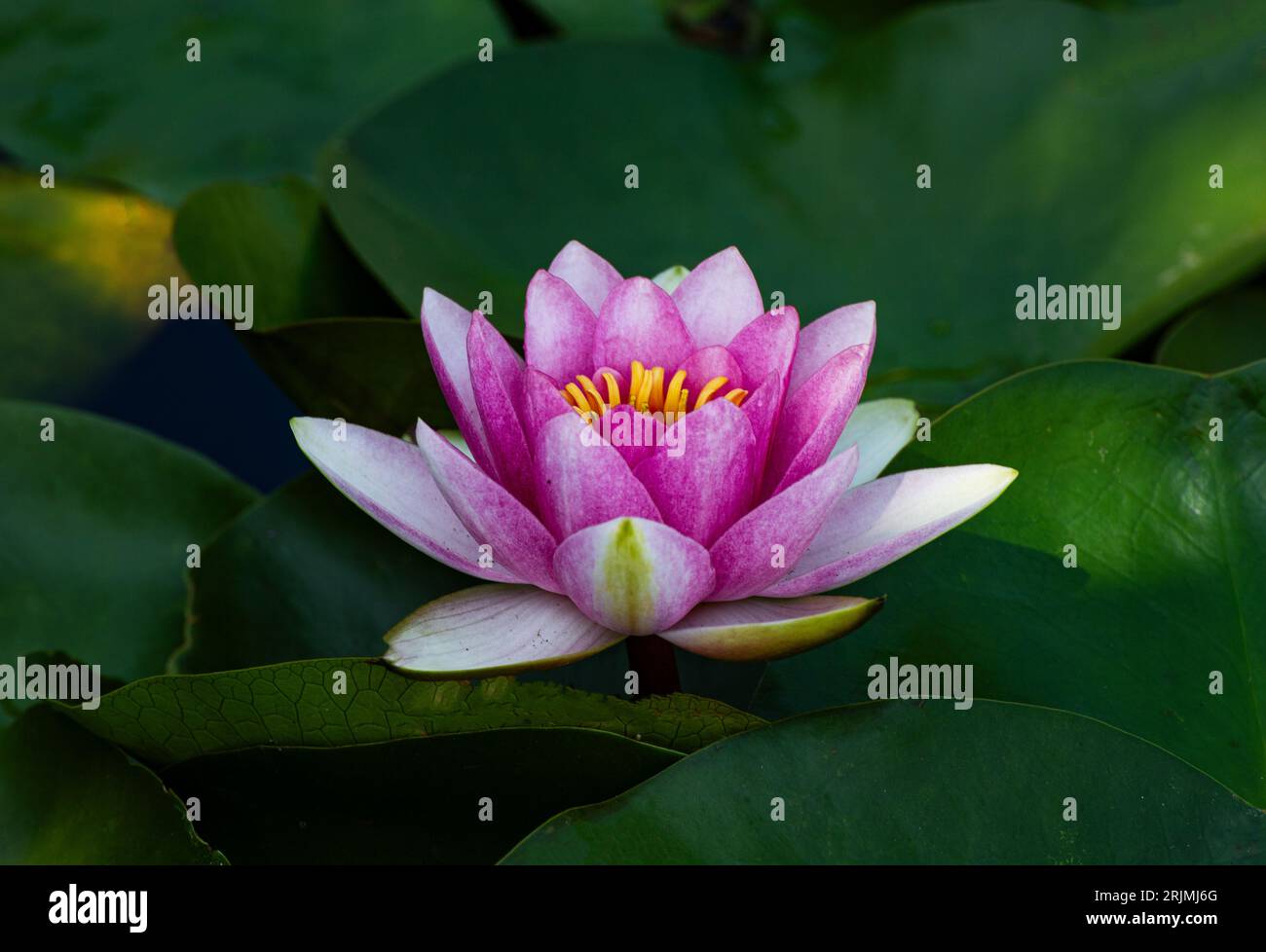 Egyptian lily hi-res stock photography and images - Alamy
