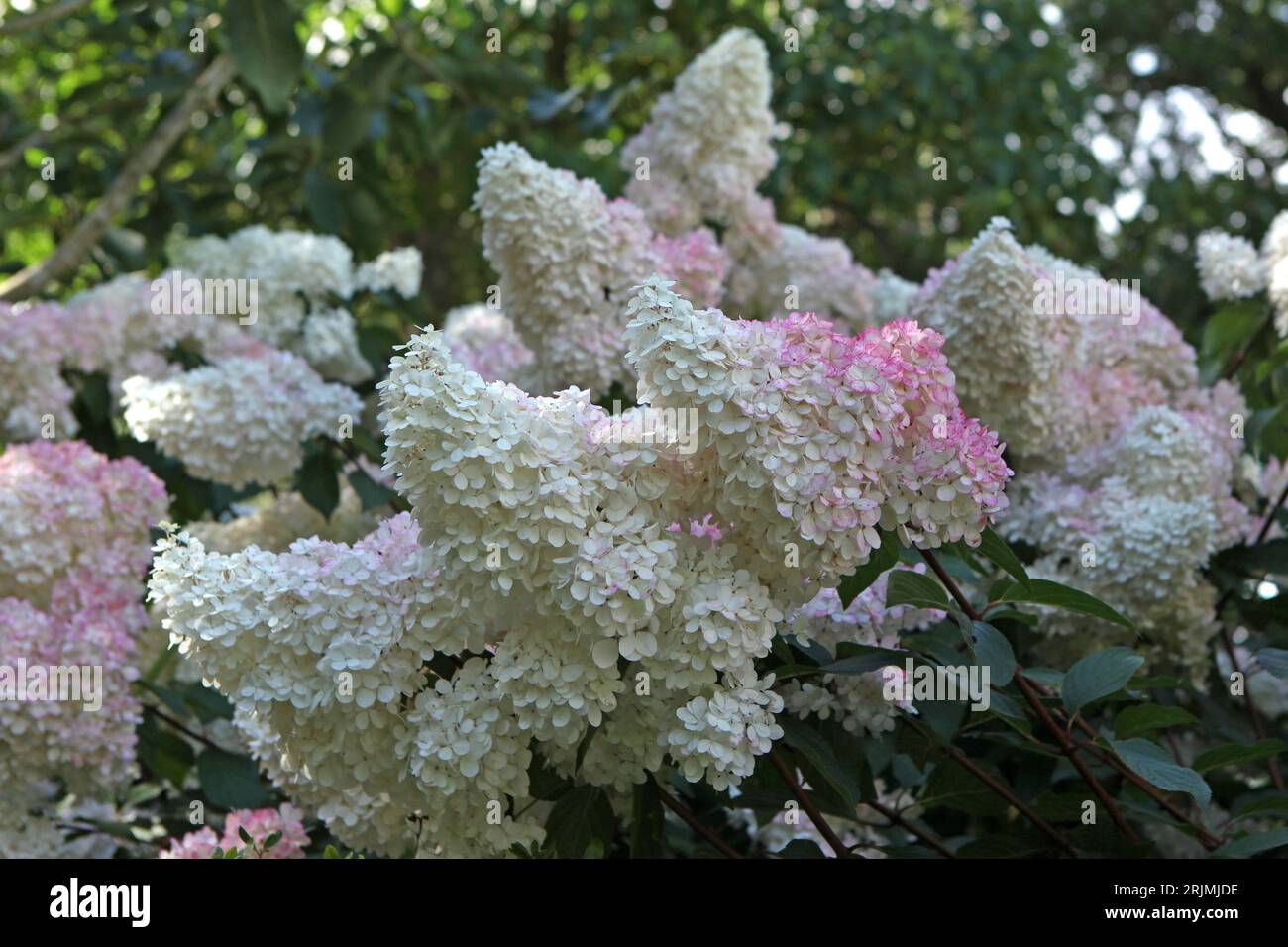Pink and white Panicle Hydrangea, Vanille Fraise 'Renhy' in flower ...