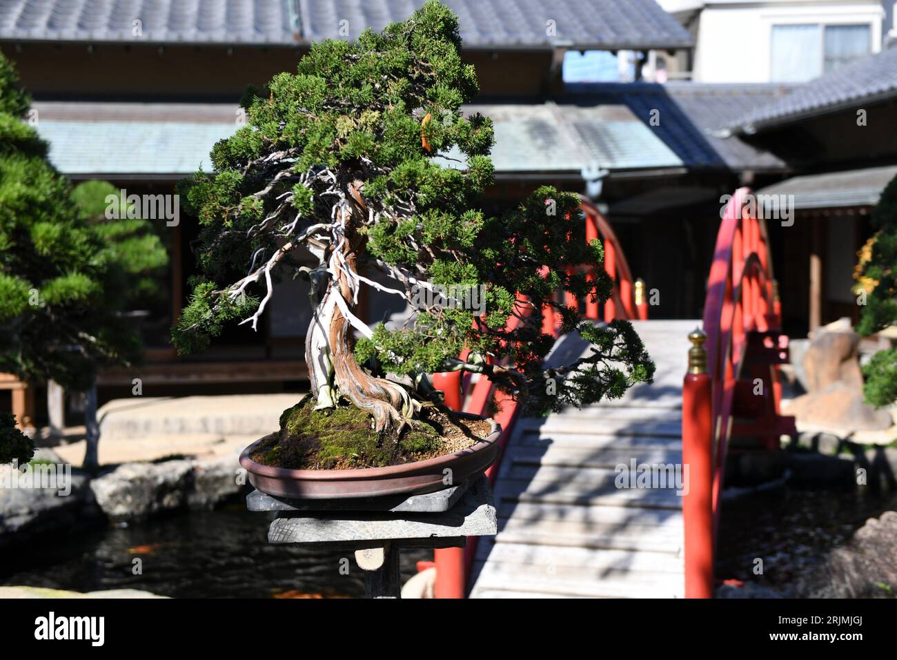 Shunka-en bonsai museum, Tokyo,Japan Stock Photo - Alamy