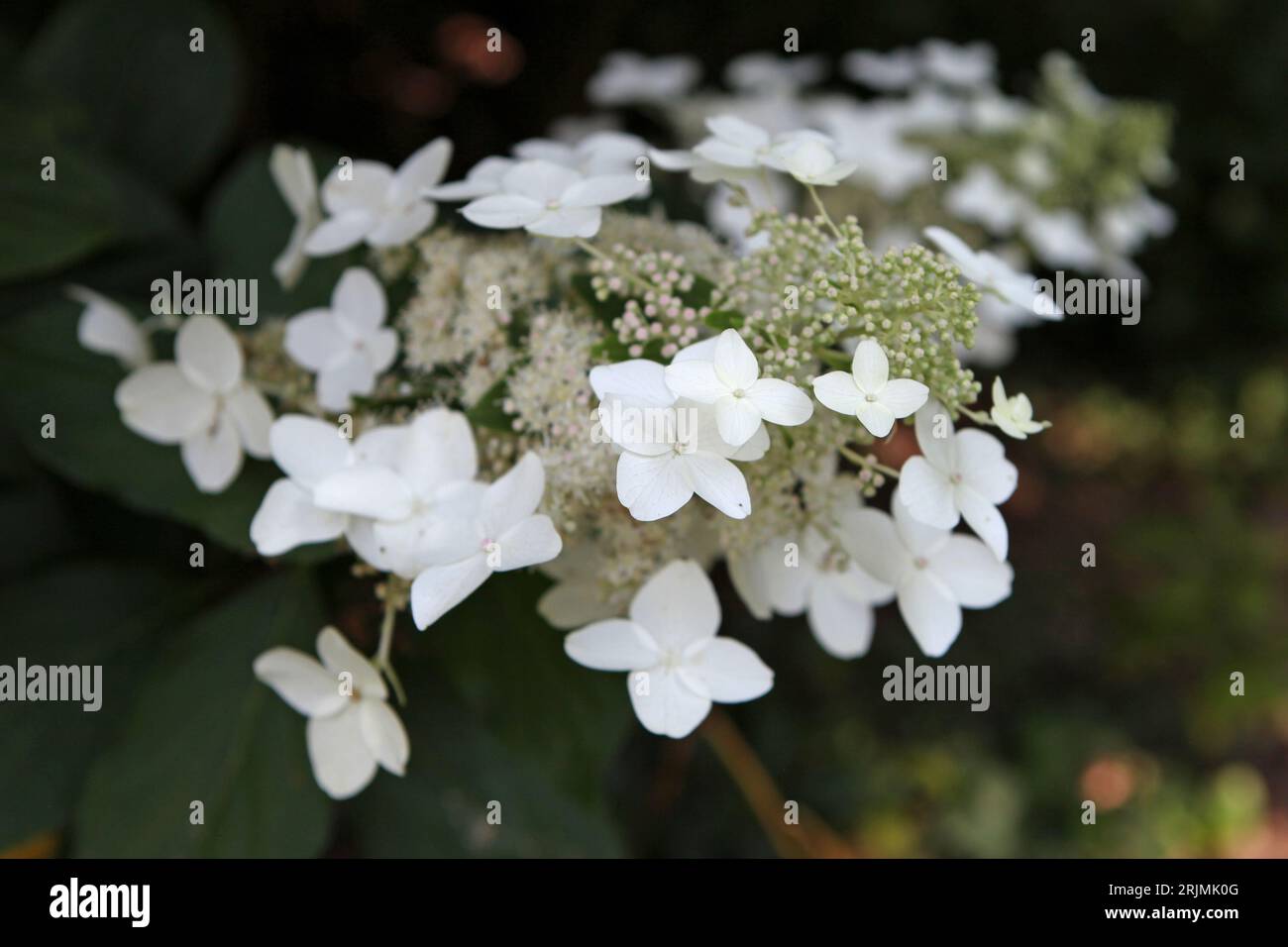 White Hydrangea paniculata, or panicled hydrangea ' 'Last Post' in flower. Stock Photo
