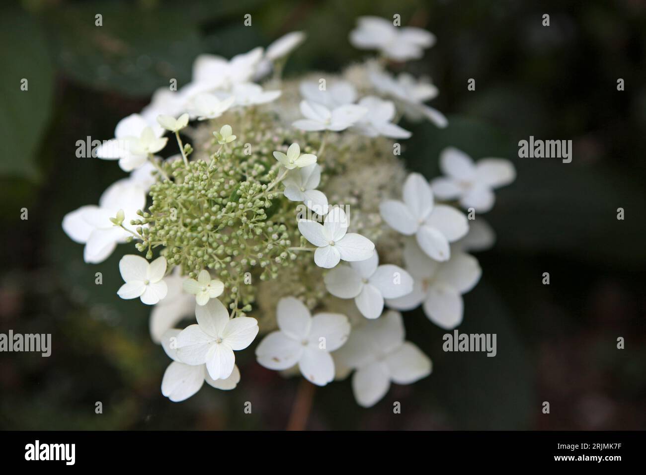 White Hydrangea paniculata, or panicled hydrangea ' 'Last Post' in flower. Stock Photo