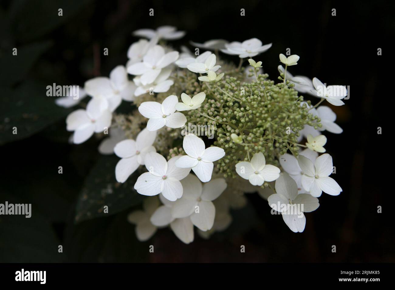 White Hydrangea paniculata, or panicled hydrangea ' 'Last Post' in flower. Stock Photo