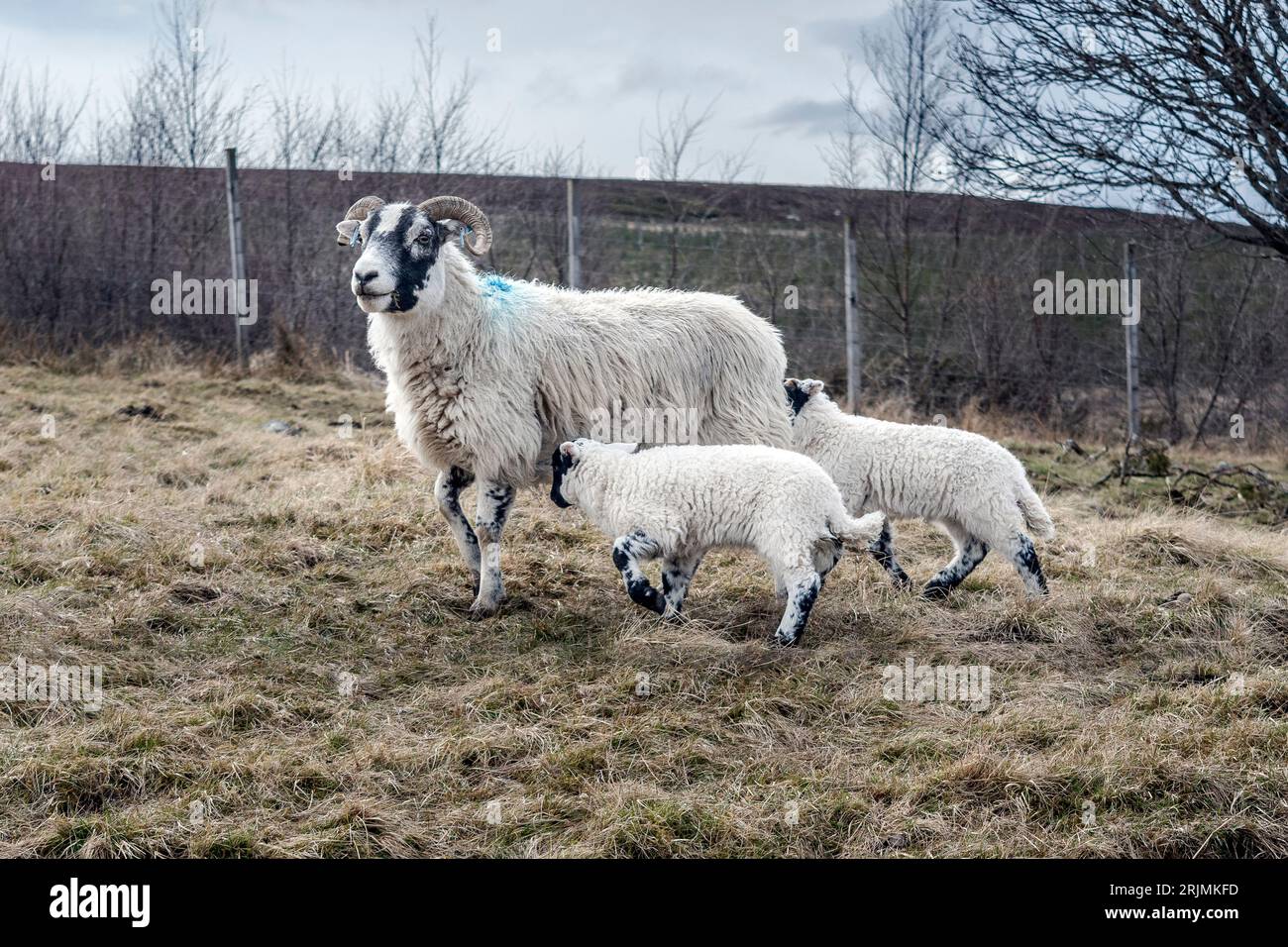 Ewe with twin lambs in field. Stock Photo