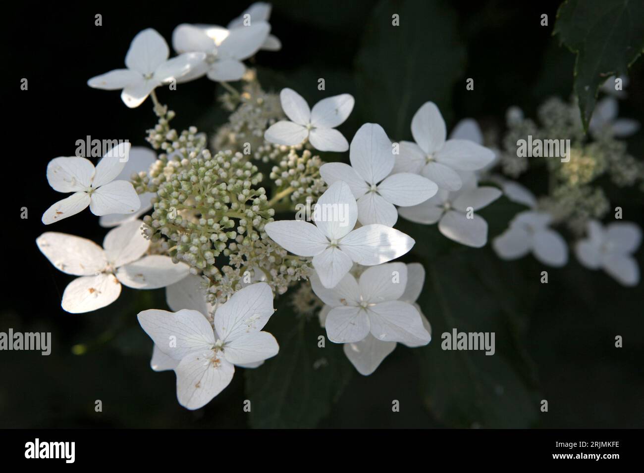 White Hydrangea paniculata, or panicled hydrangea ' 'Last Post' in flower. Stock Photo