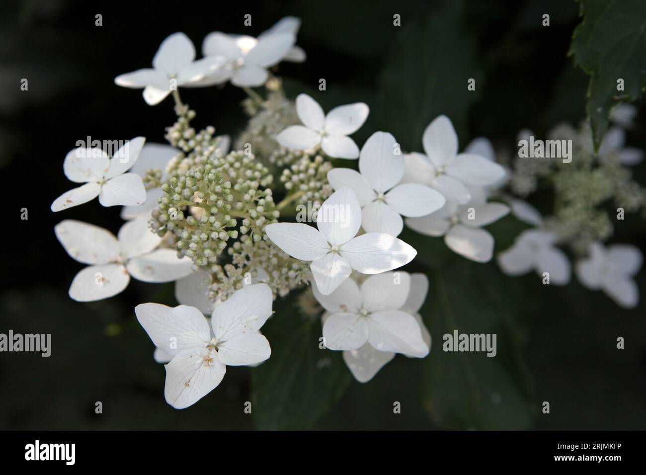 White Hydrangea paniculata, or panicled hydrangea ' 'Last Post' in flower. Stock Photo